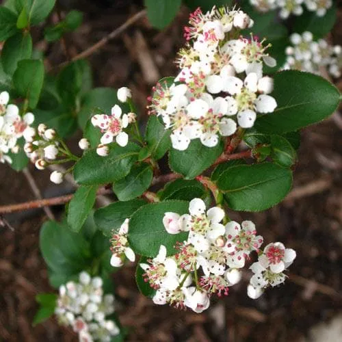 Aronia melanocarpa Professor Ed